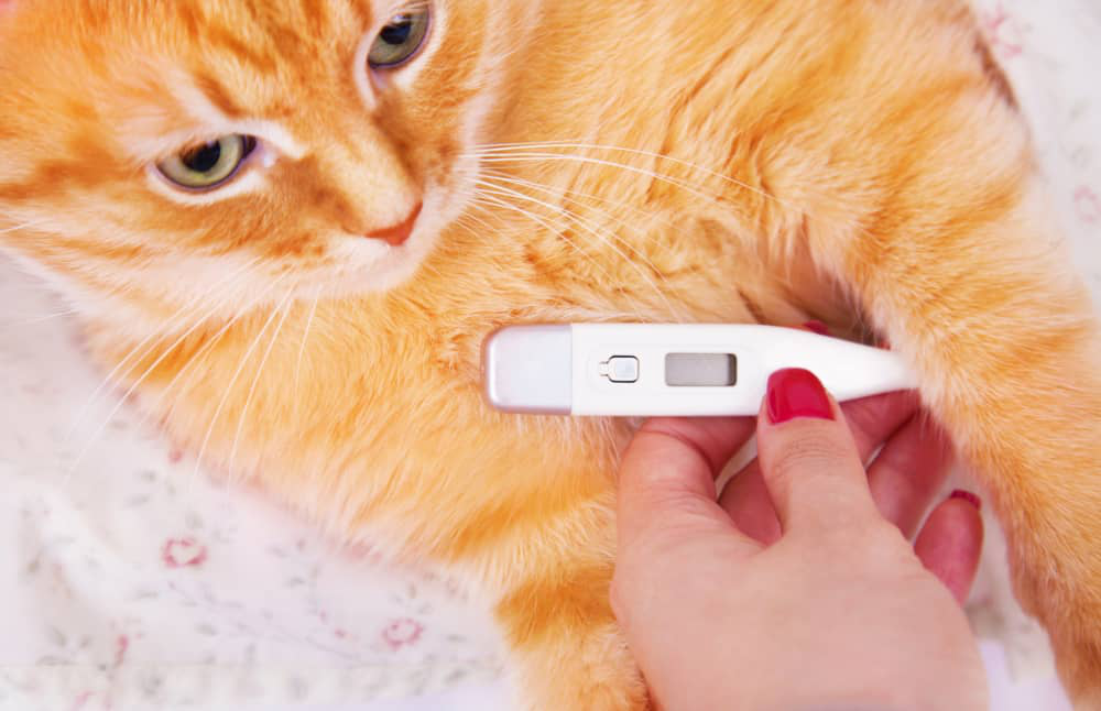 pancreatite-gatto-003.jpg