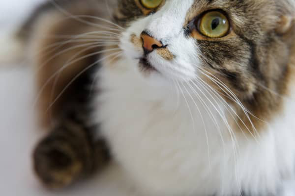 Bigotes de los gatos: c&oacute;mo se llaman y para qu&eacute; sirven