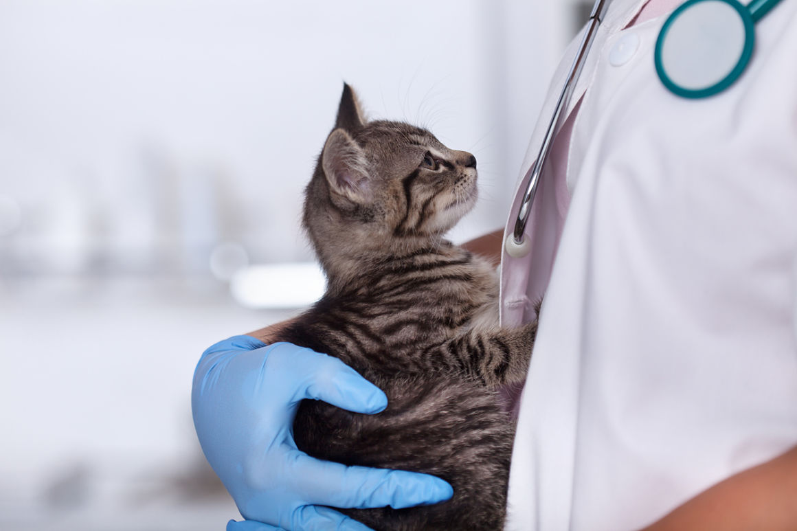 castrazione-gatto-2.jpg