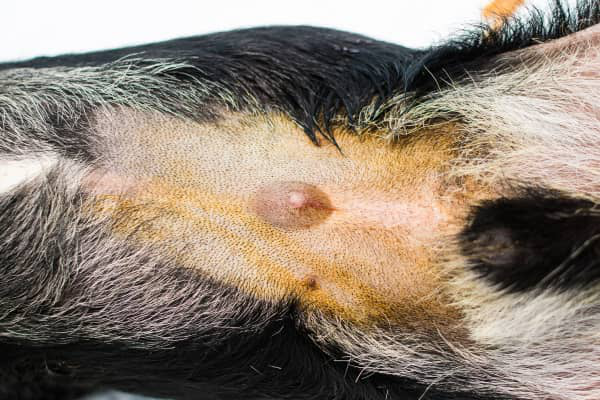 Hernia umbilical en perros: s&iacute;ntomas, causas y tratamiento