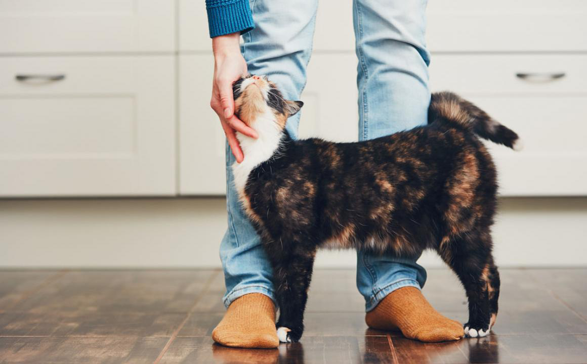 &iquest;Por qu&eacute; mi gato est&aacute; af&oacute;nico?