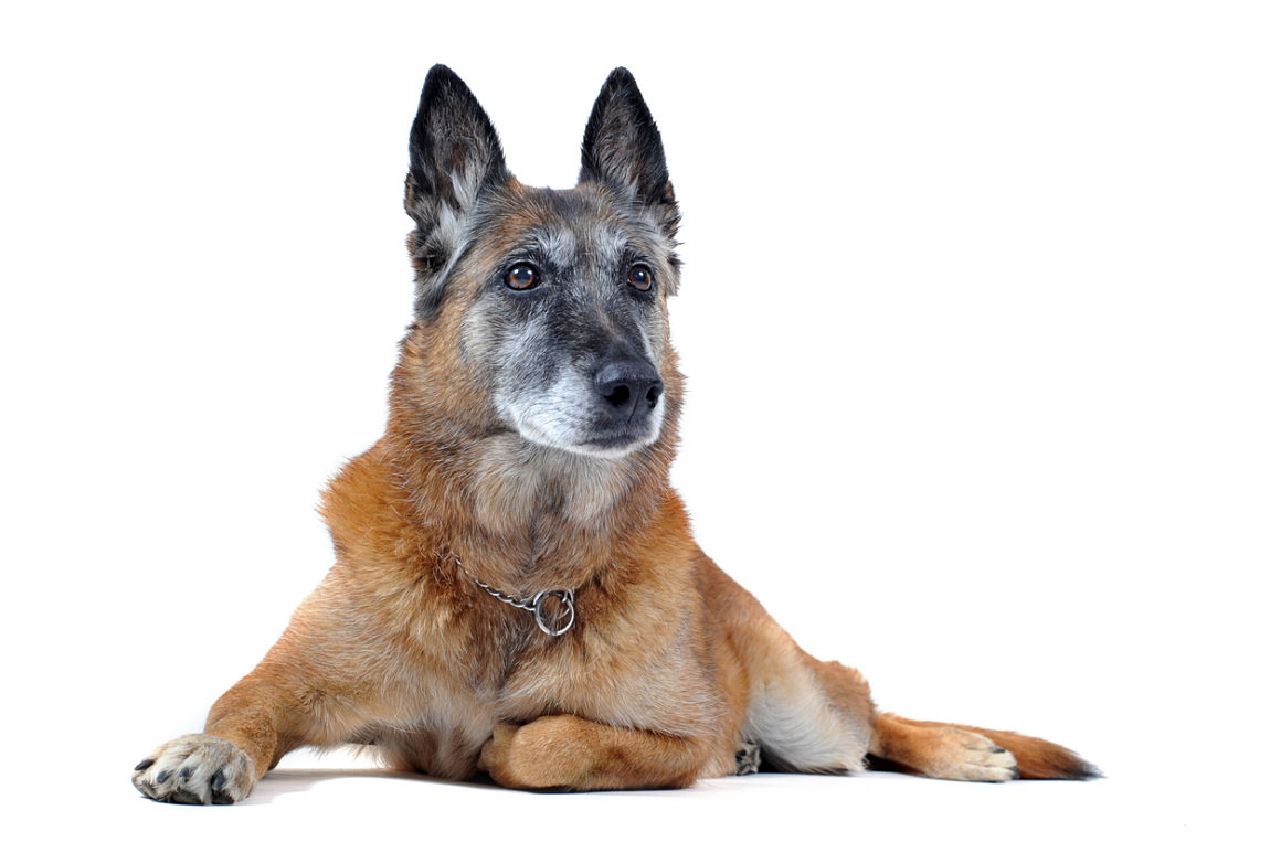 alzheimer-en-perros-2.jpg