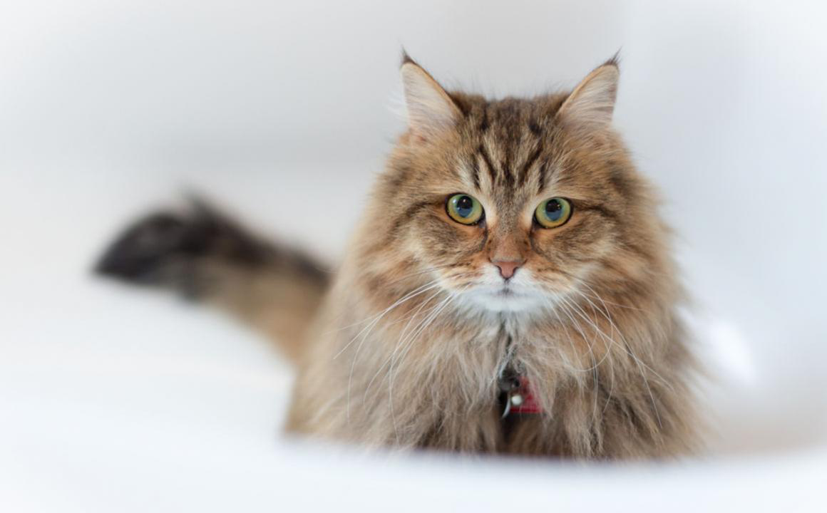 &iquest;Qu&eacute; hacer si a mi gato se le cae el pelo y tiene calvas?