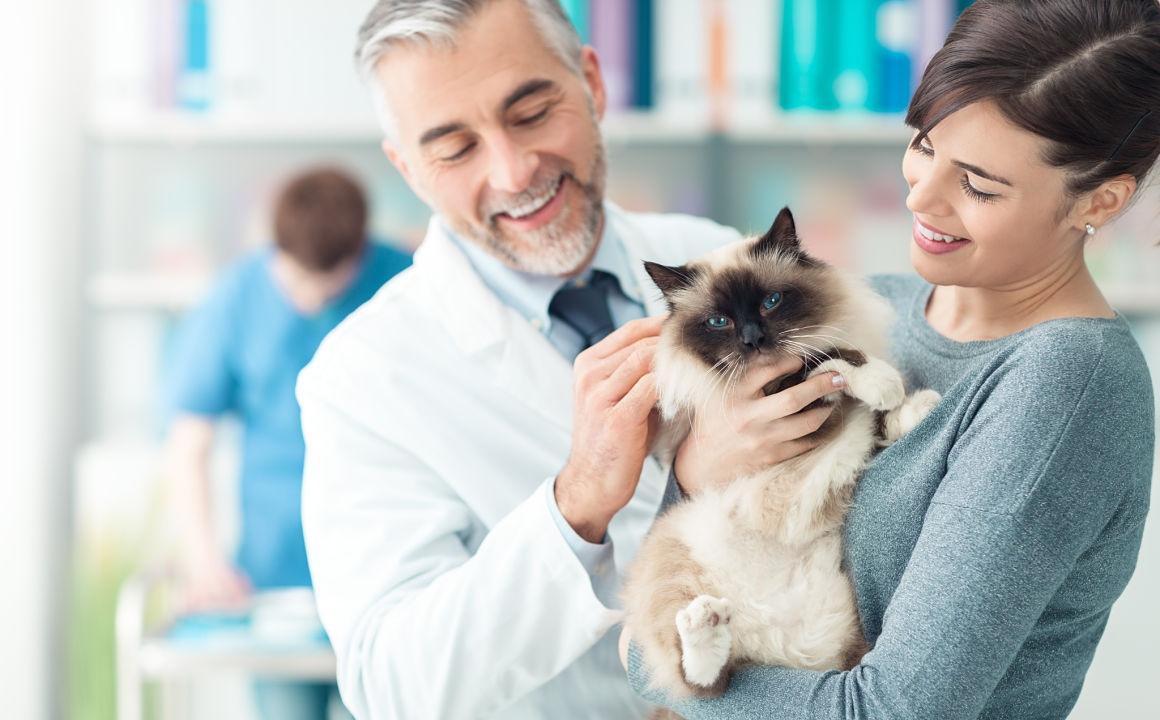 Causas y recomendaciones de la diarrea en gatos