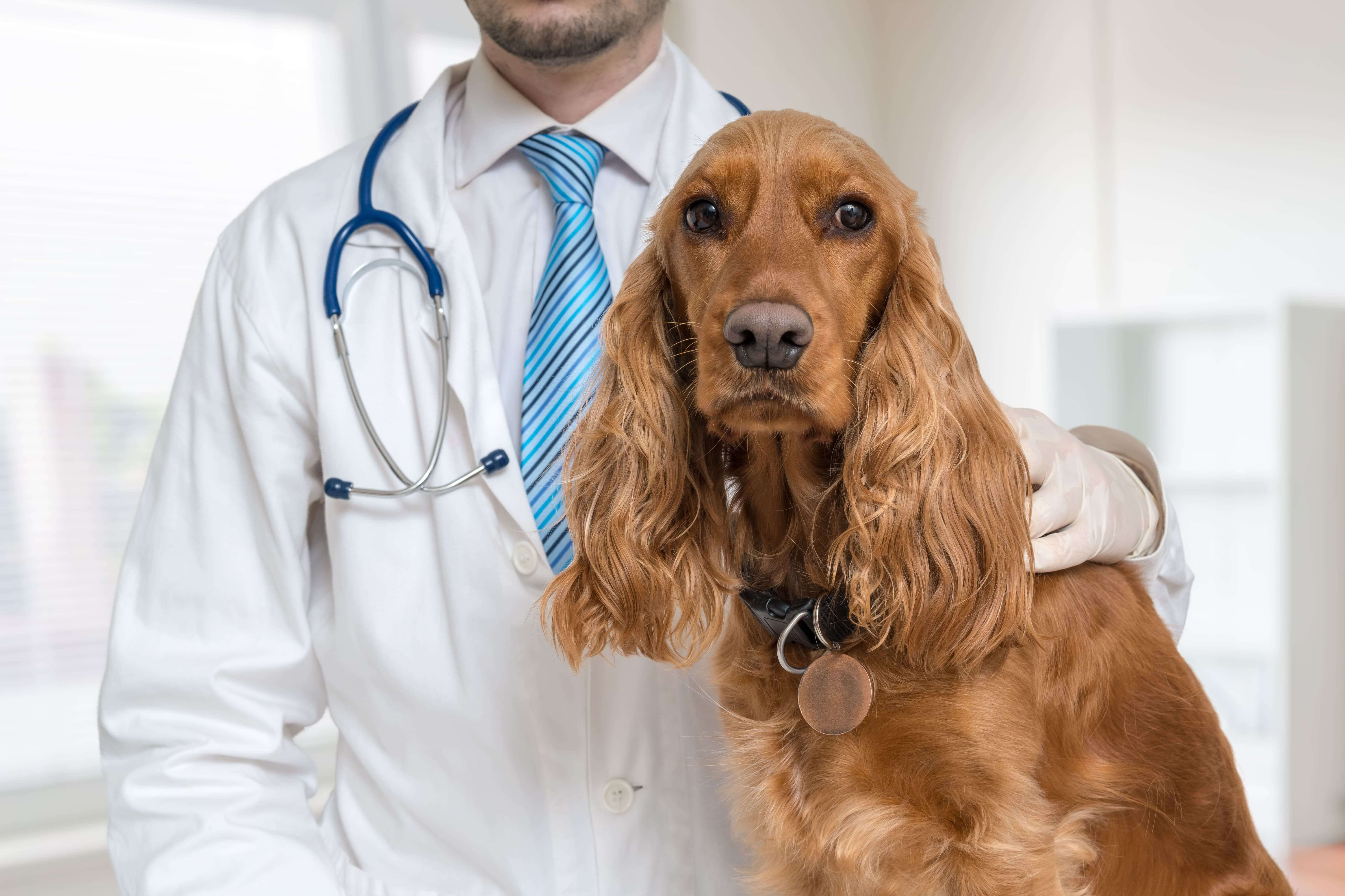 uree-chez-le-chien-2.jpg