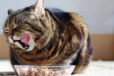 cuantas-veces-come-un-gato-pienso.jpg