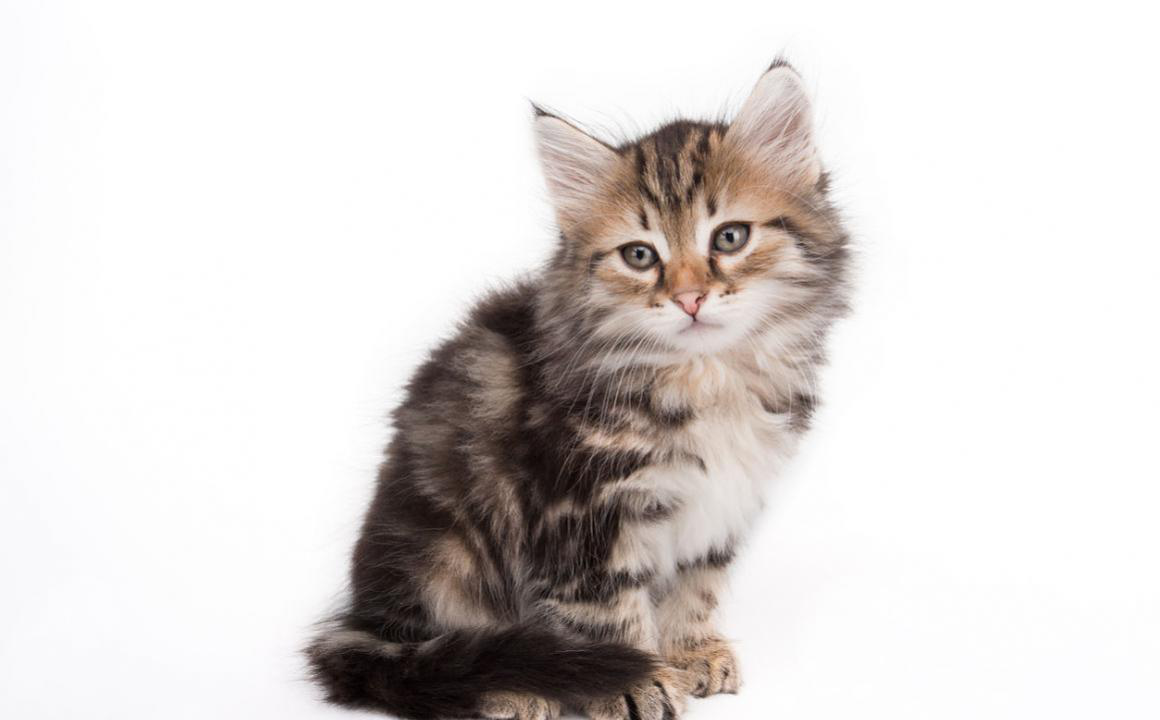 Vomissements du chat : causes et recommandations
