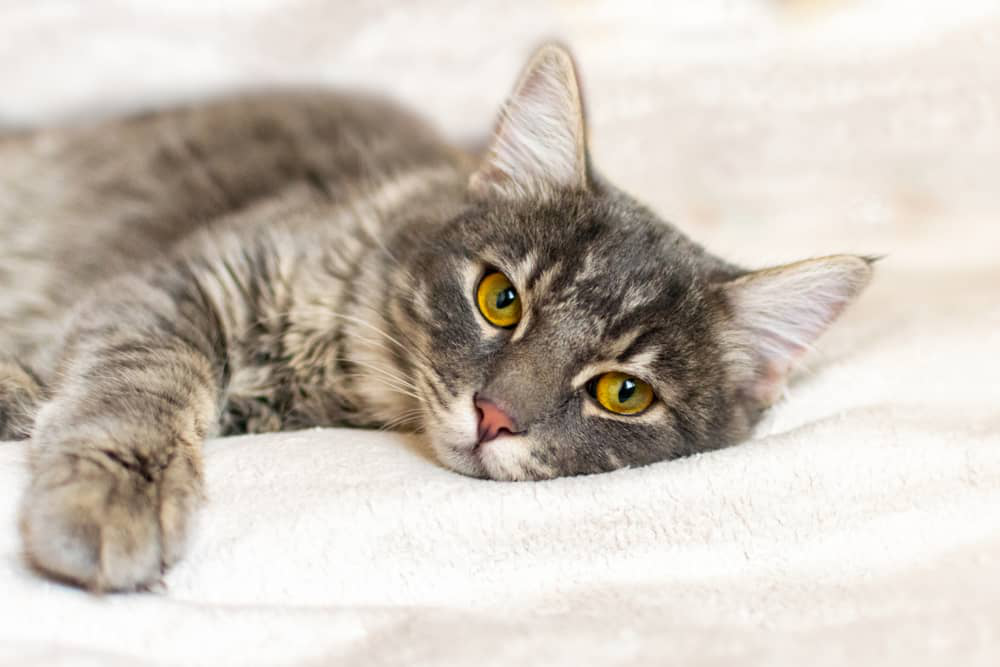 diarrea-sangre-gatos-002.jpg