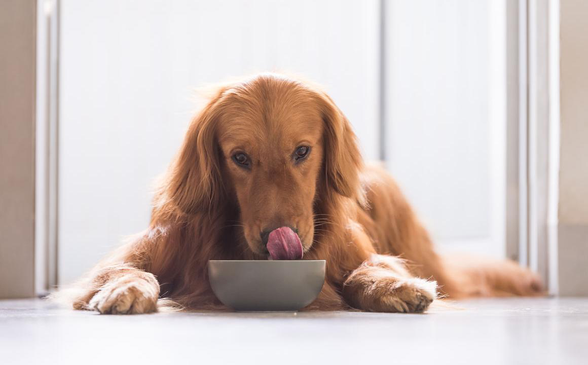 Come calcolare la corretta quantit&agrave; di cibo per cani