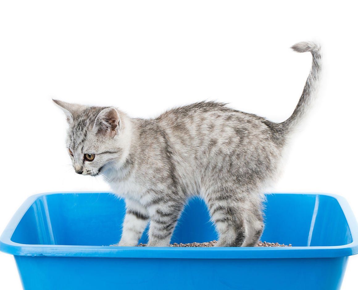 sangue-nelle-feci-del-gatto-2.jpg