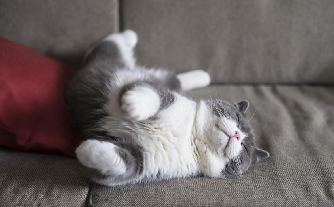 Pourquoi est-ce que mon chat ronfle ?