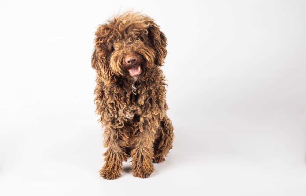 peso-ideal-perro-002.jpg