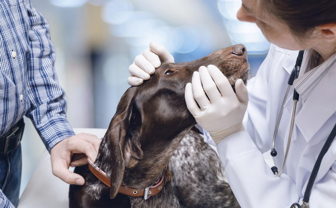 Naso secco cane: principali cause