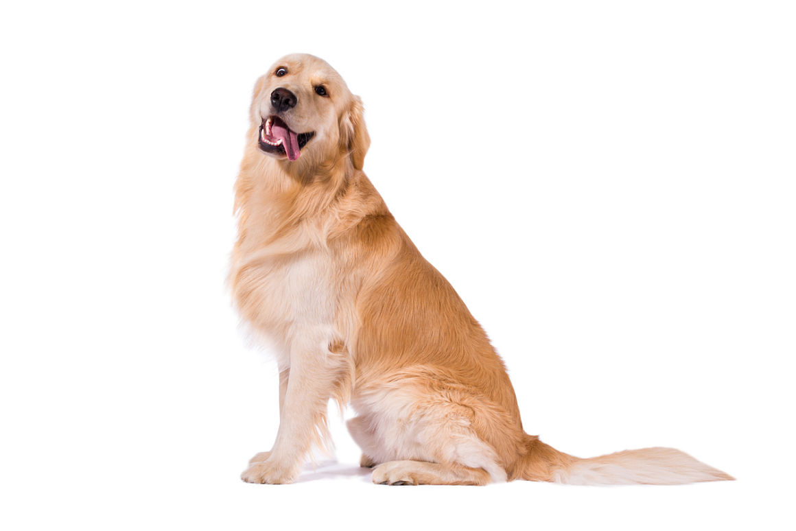 sang-urine-chien-2.jpg