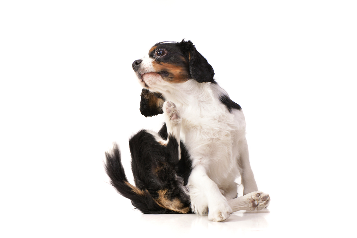 dermatitis-atopica-perros2.jpg