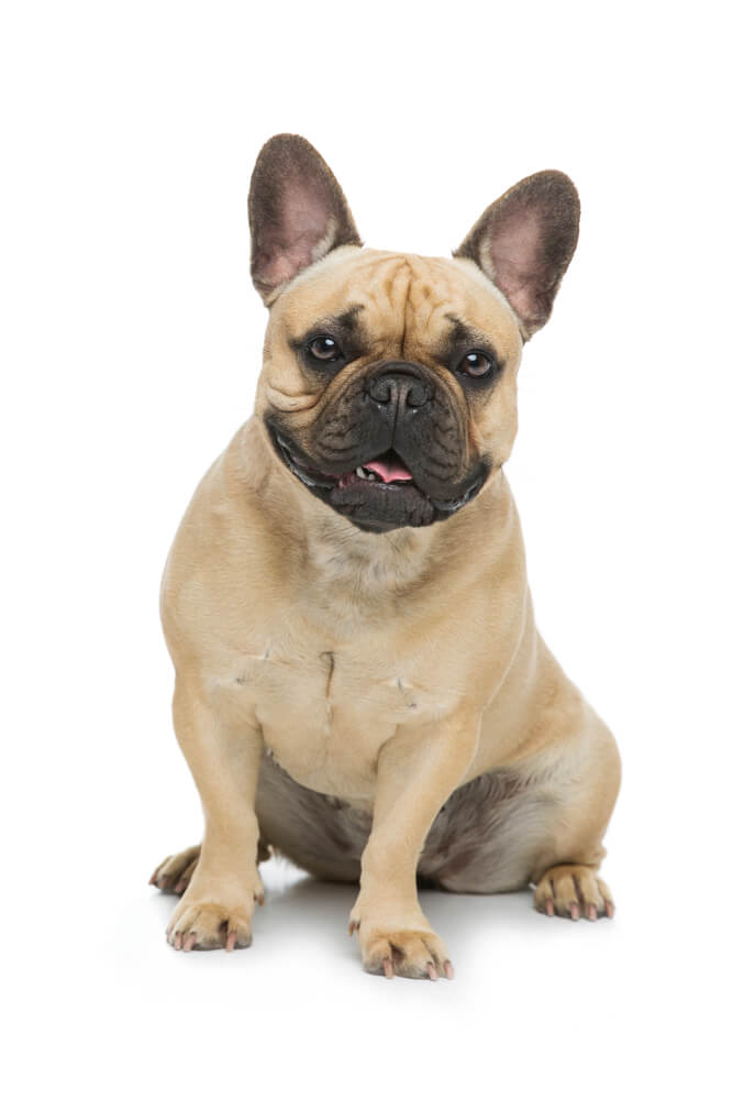mi_perro_tiene_diarrea_2.jpg