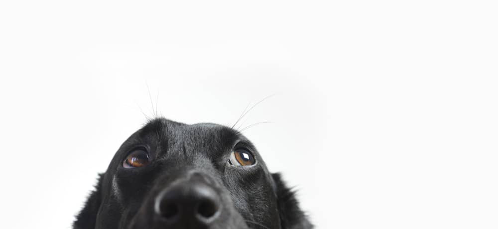 k&ouml;peğin-g&ouml;z-akıntısı-002.jpg