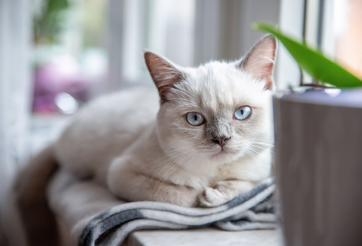 gastritis-en-gatos-2.jpg