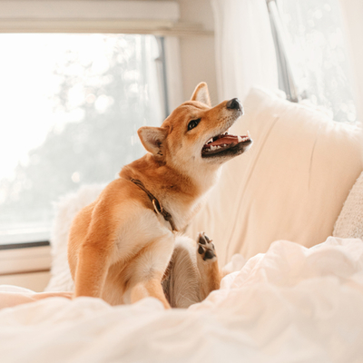 Alergias en los perros: todo lo que debes saber