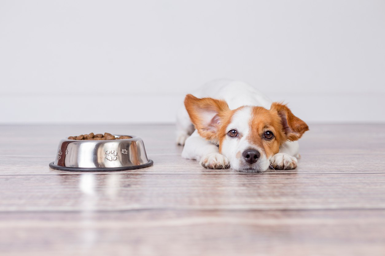nourriture-pour-chien-probleme-gastrique-002.jpg