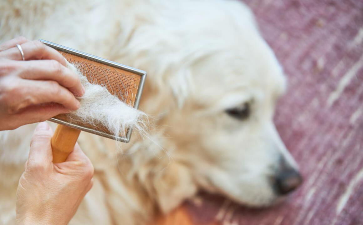Perdita pelo cane, qual &egrave; la causa?