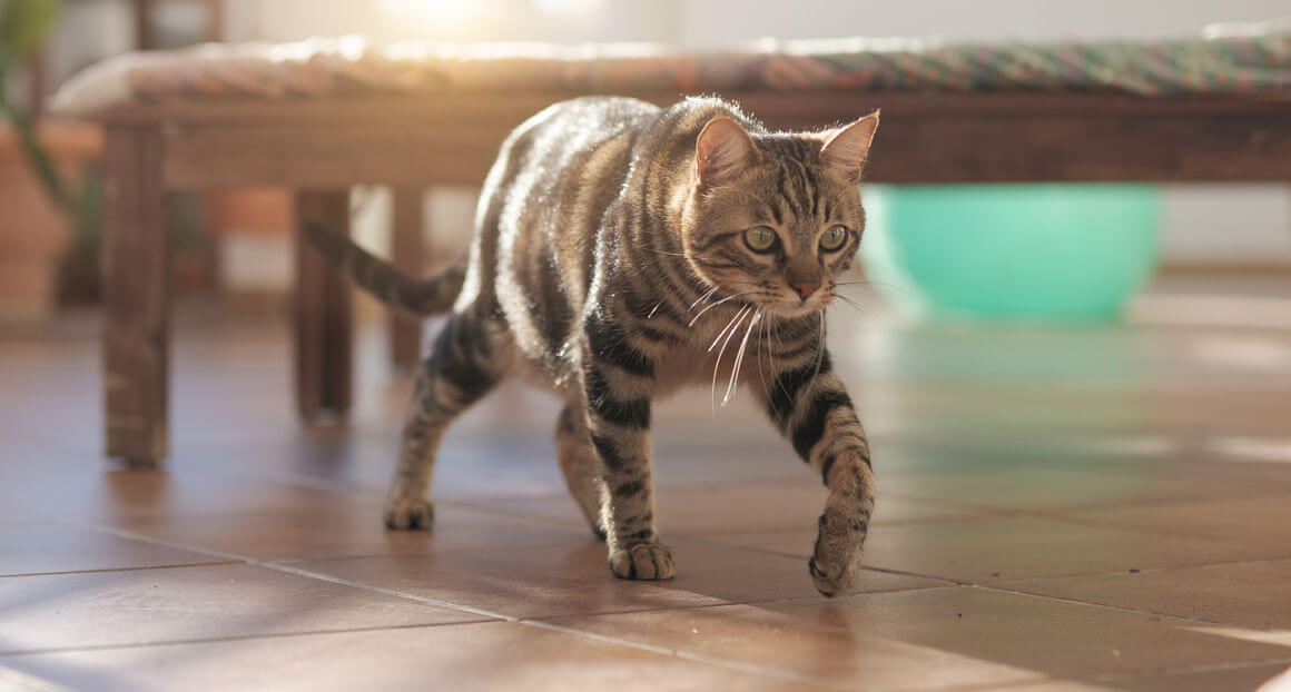 otitis-en-gatos_2.jpg
