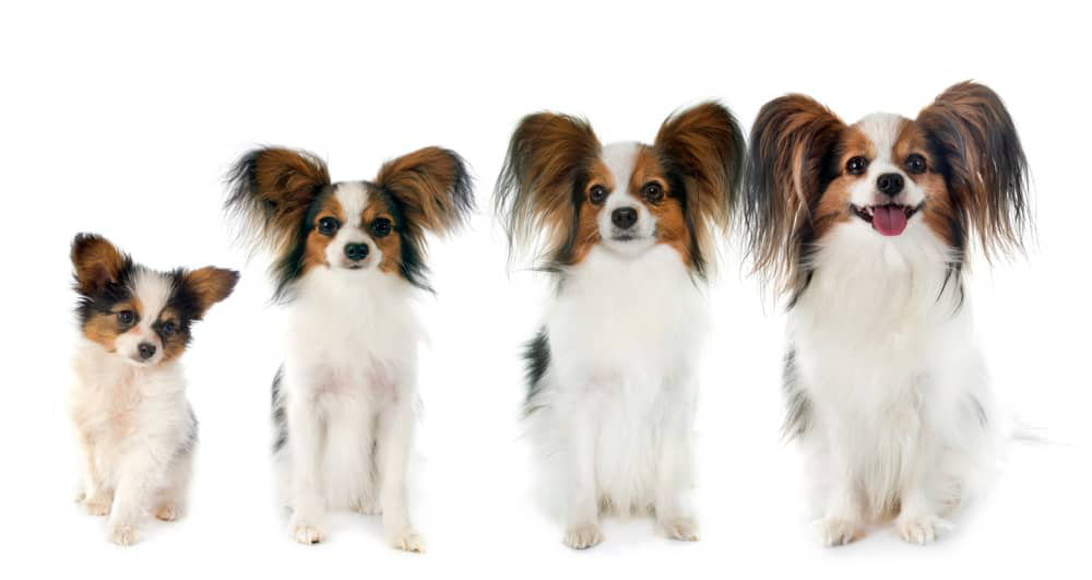 edad-crecen-perros-003.jpg