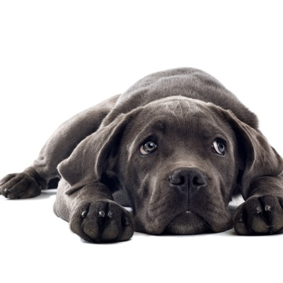 POURQUOI MON CHIEN EST TRISTE ?