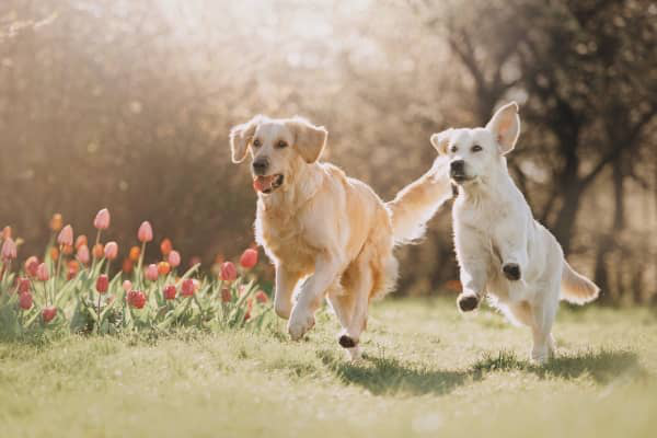 Temps de digestion chez le chien