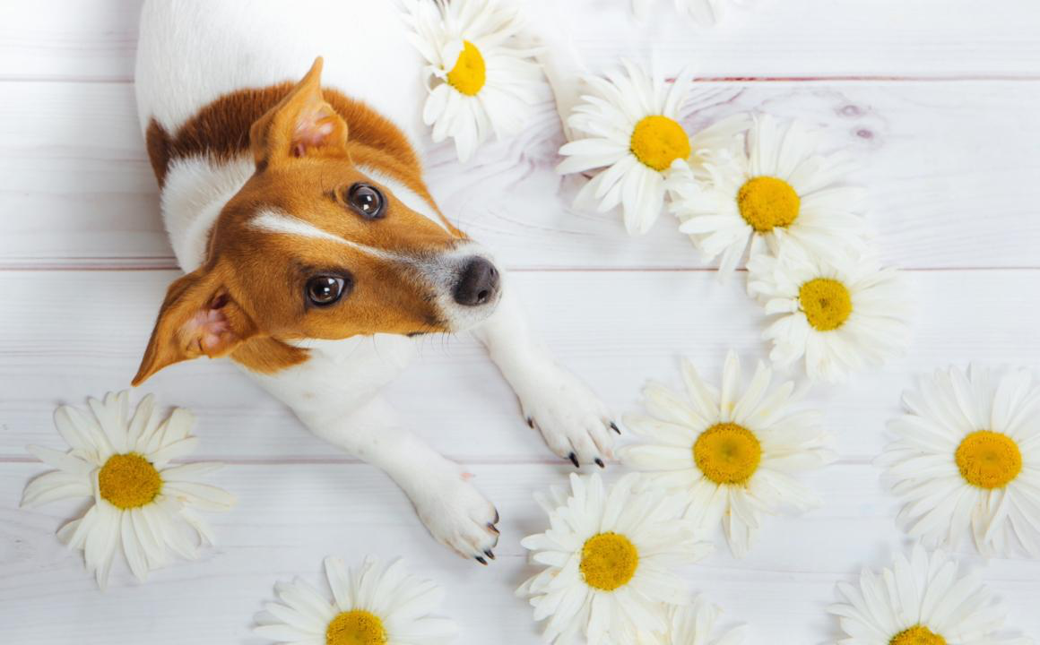 Camomilla per cani: quali benefici?