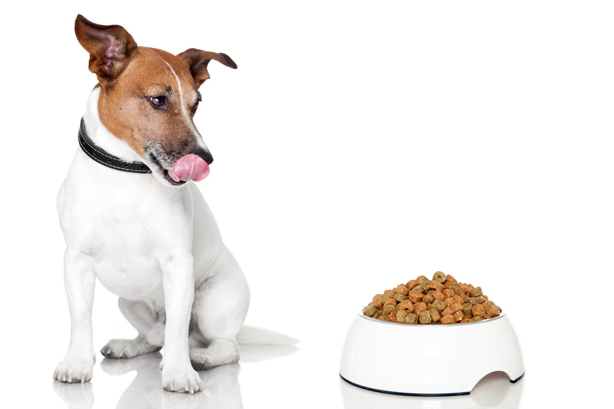 vitaminas-para-perros-que-no-comen-tipos.jpg