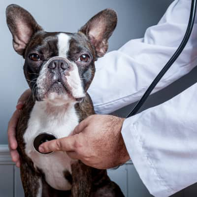 IL COLLASSO TRACHEALE NEL CANE: DIAGNOSI E TRATTAMENTO&nbsp;