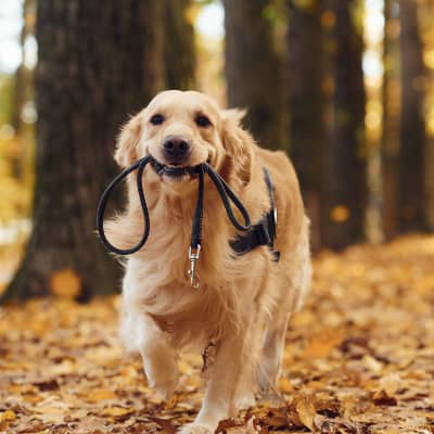 Votre animal fait du bien &agrave; votre c&oelig;ur