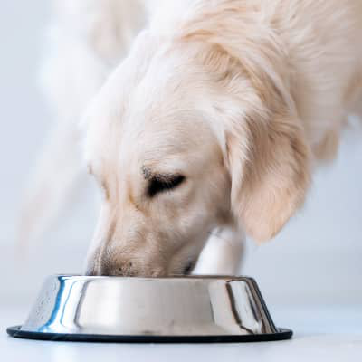 EST-CE QUE LA PATTE DE POULET POUR CHIEN EST UN ALIMENT DE QUALIT&Eacute;?
