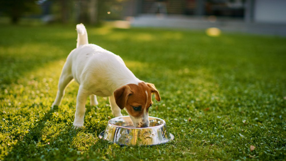 insulina-para-perros-alimentacion.jpg