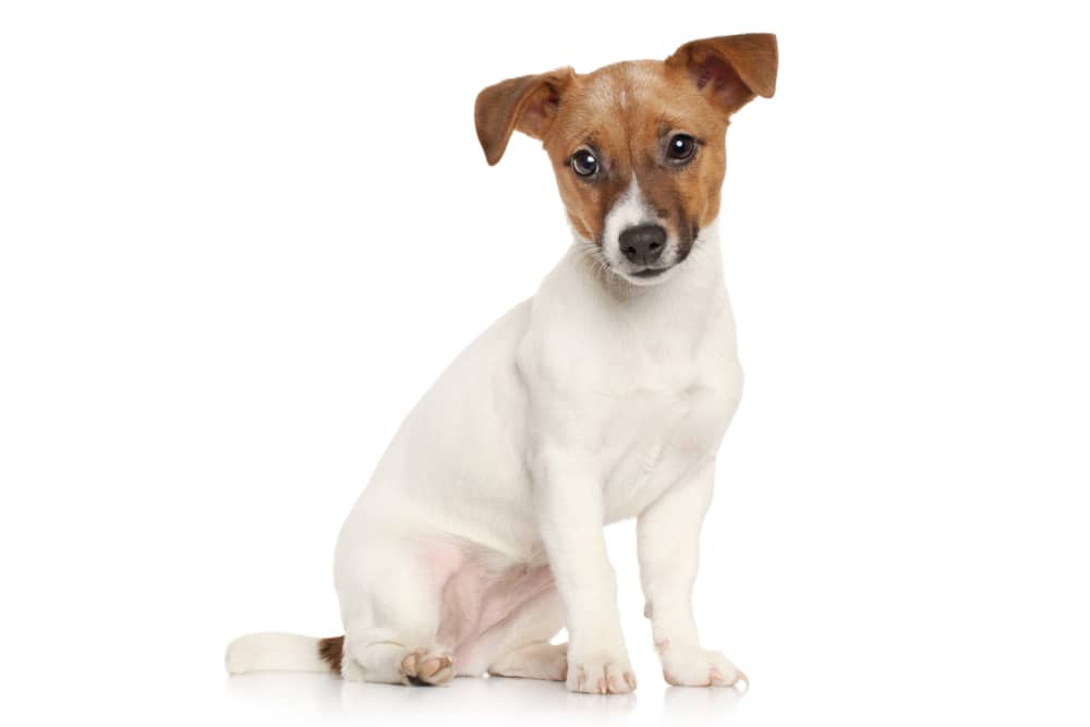 dolori-articolari-cane-002.jpg