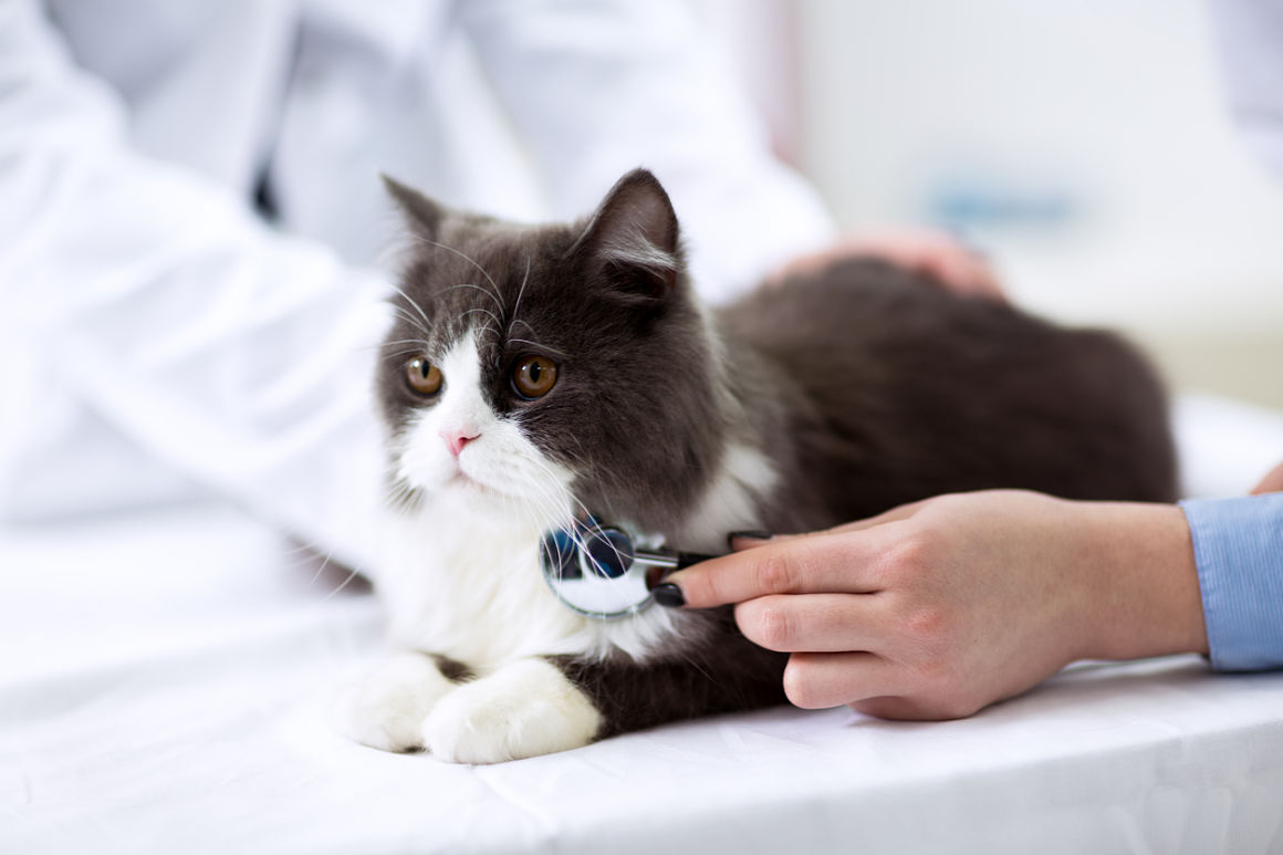 influenza-felina-2.jpg