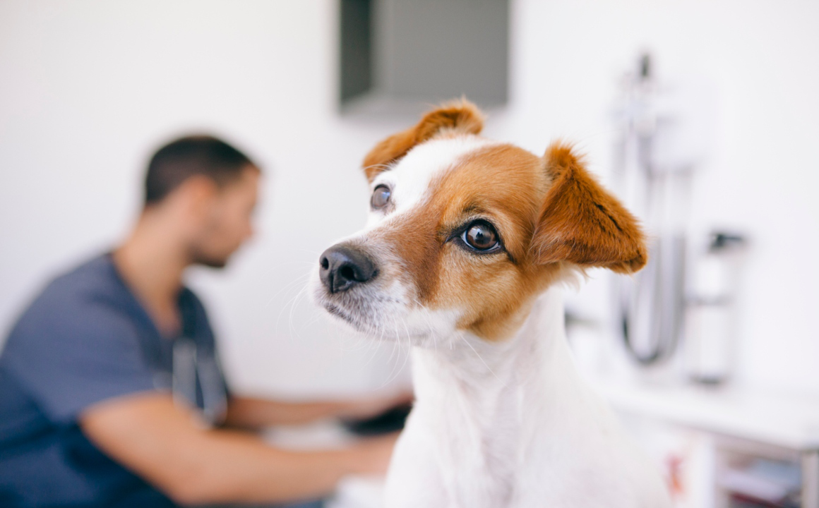 edad-para-castrar-a-un-perro-2.jpg