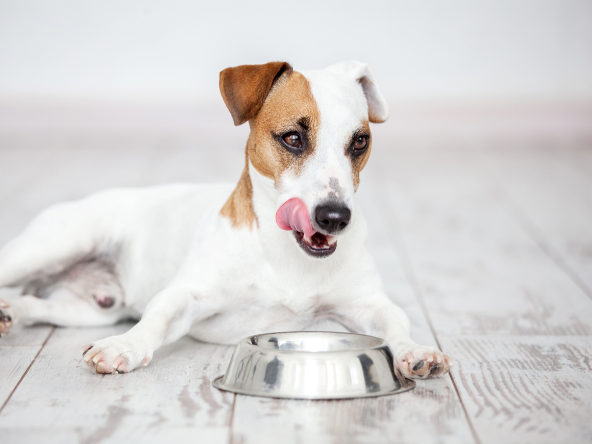 allergia-alimentare-cane-2.jpg