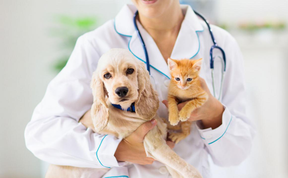 Rafforzare il sistema immunitario del tuo cucciolo o gattino: ecco come