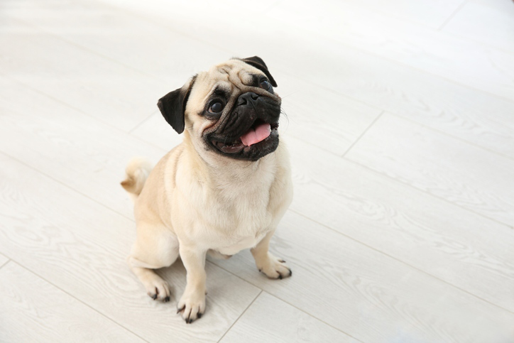 particularidades-de-un-carlino-cachorro-alimentacion.jpg