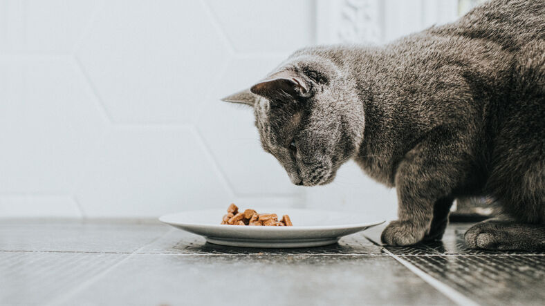 Nourriture humide pour chats : guide en 6 &eacute;tapes d'un expert 