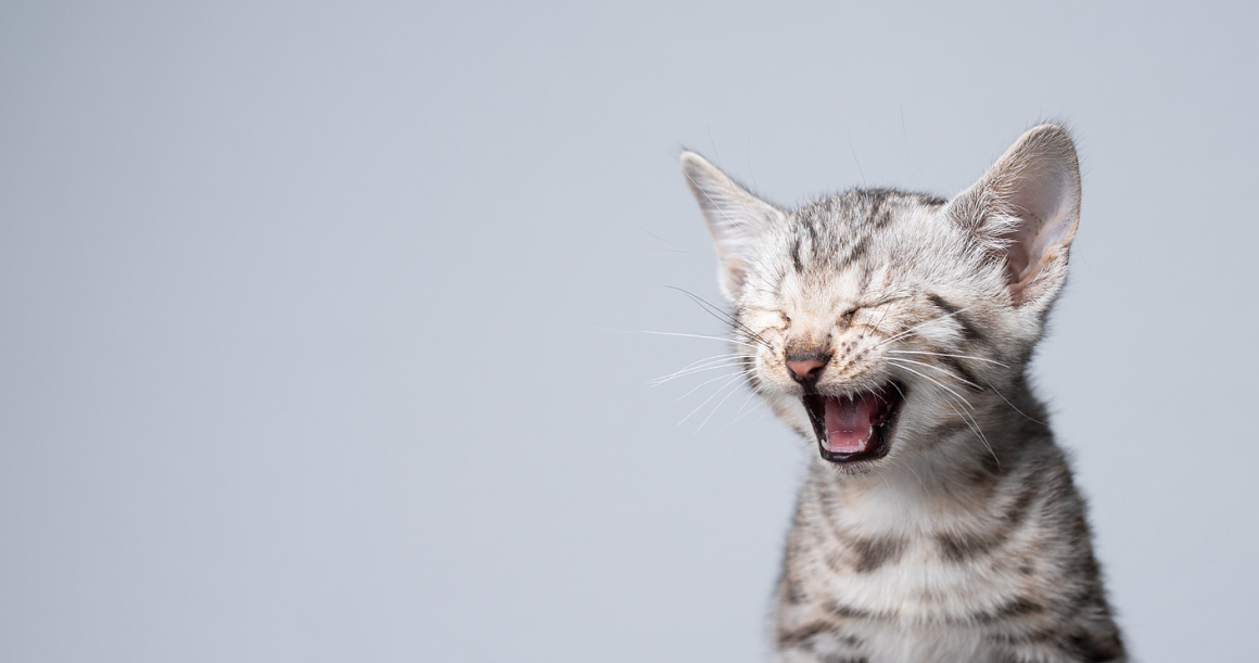 dentadura_gato_2.jpg