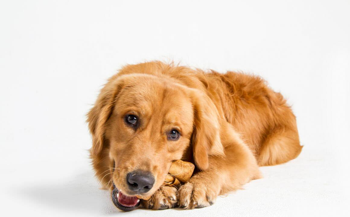 S&iacute;ndrome de Horner en perros: causas y s&iacute;ntomas