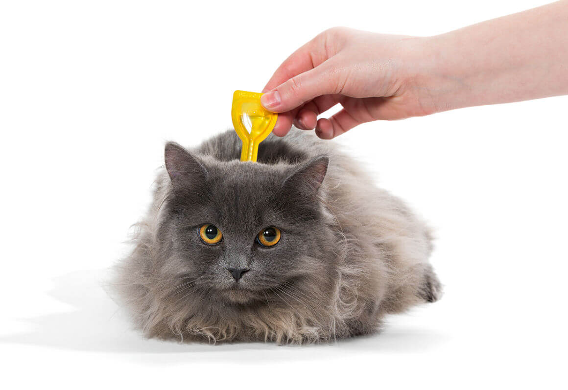 forfora-nel-gatto-2.jpg