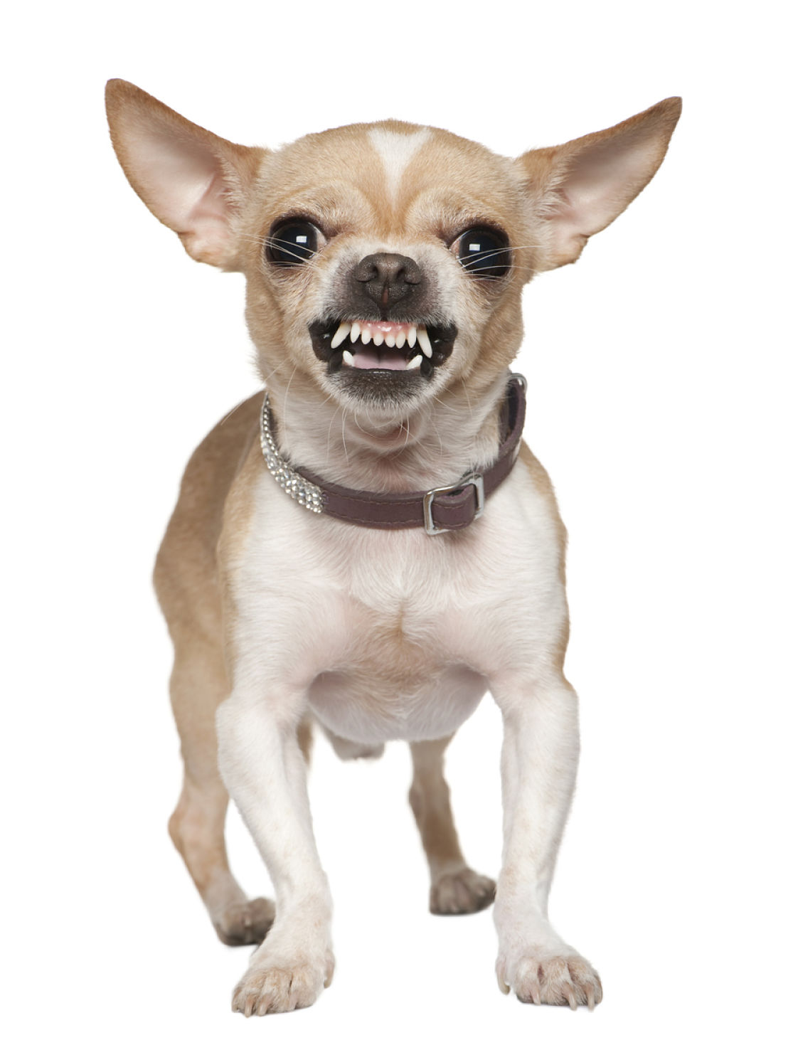 il-mio-cane-mi-ringhia-2.jpg