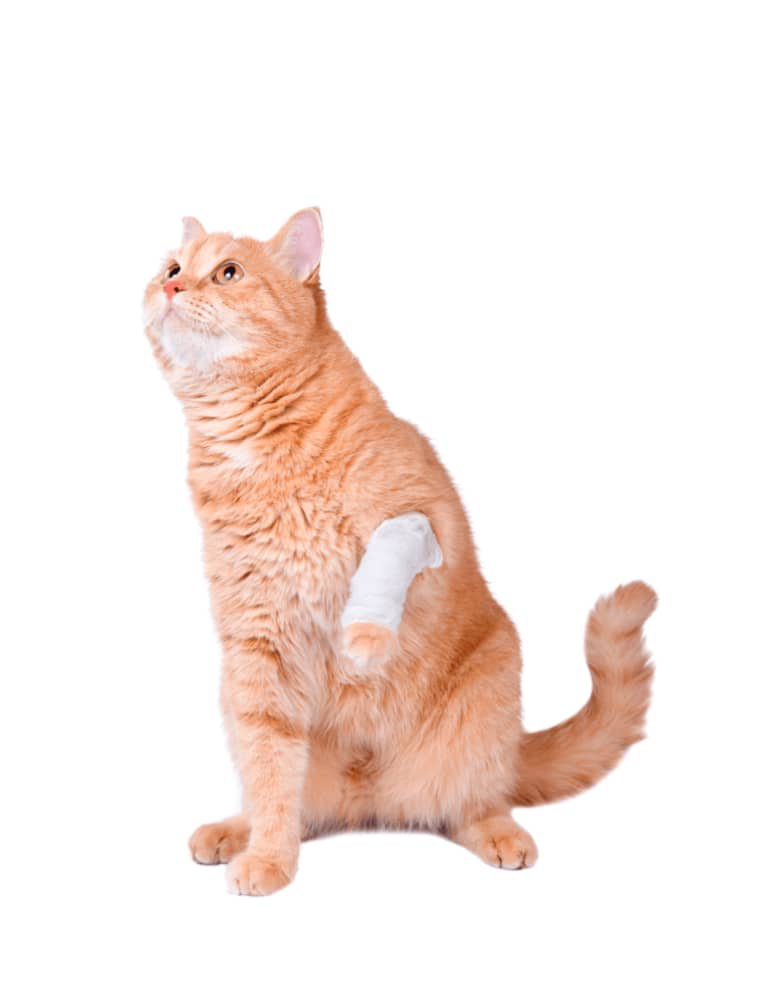 curar-herida-gato-003.jpg