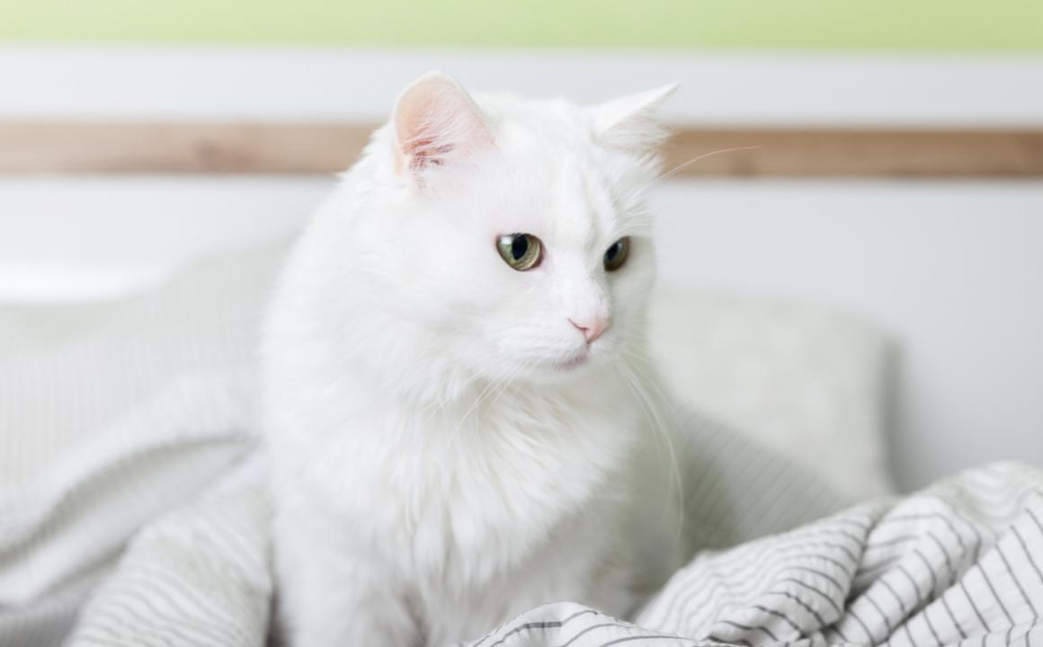 Qual &egrave; la normale temperatura corporea del gatto?