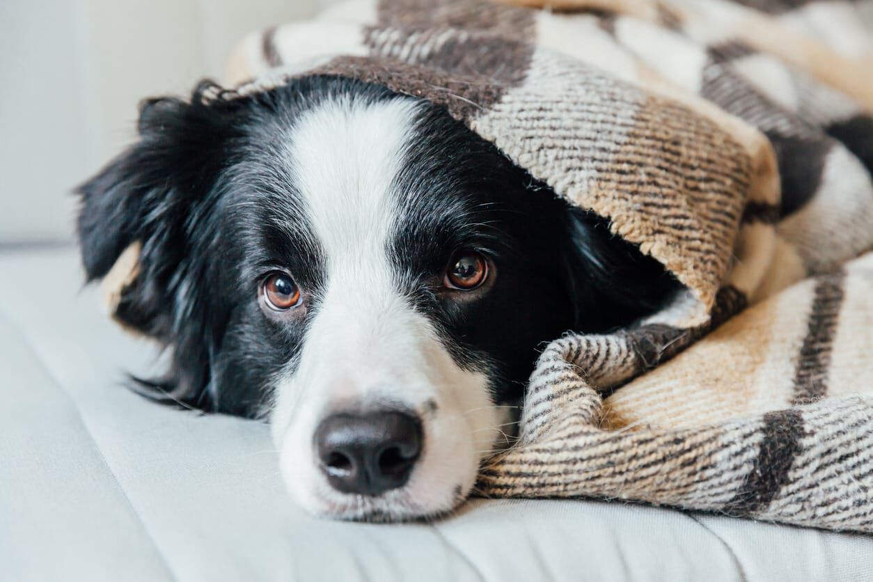 Cuidados del perro en invierno: &iquest;por qu&eacute; mi perro tiembla?