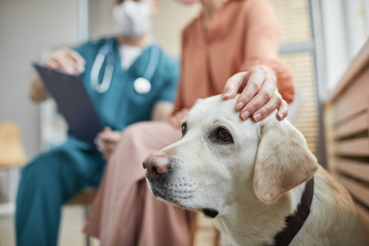 Quali malattie colpiscono la vescica del cane?